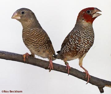 Red Headed Finches